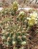 Gymnocalycium schickendantzii P171 - Кактусы и суккуленты из Харькова от Оли и Сергея Мирошниченко