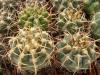 Gymnocalycium vatteri f Maly - Кактусы и суккуленты из Харькова от Оли и Сергея Мирошниченко