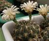 Gymnocalycium marsoneri - Кактусы и суккуленты из Харькова от Оли и Сергея Мирошниченко