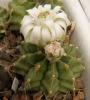 Gymnocalycium damsii v torulosum - Кактусы и суккуленты из Харькова от Оли и Сергея Мирошниченко