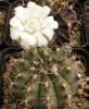 Gymnocalycium anisitsii - Кактусы и суккуленты из Харькова от Оли и Сергея Мирошниченко