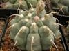 Gymnocalycium vatteri - Кактусы и суккуленты из Харькова от Оли и Сергея Мирошниченко