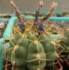 Gymnocalycium chiquitanum - Кактусы и суккуленты из Харькова от Оли и Сергея Мирошниченко