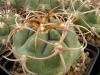 Gymnocalycium schuetzianum - Кактусы и суккуленты из Харькова от Оли и Сергея Мирошниченко