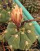 Gymnocalycium chiquitanum - Кактусы и суккуленты из Харькова от Оли и Сергея Мирошниченко