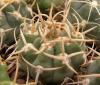 Gymnocalycium vatteri f Maly - Кактусы и суккуленты из Харькова от Оли и Сергея Мирошниченко