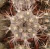 Gymnocalycium bozsingianum v. longispinum - Кактусы и суккуленты из Харькова от Оли и Сергея Мирошниченко