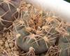 Gymnocalycium ferrari - Кактусы и суккуленты из Харькова от Оли и Сергея Мирошниченко