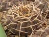 Gymnocalycium stellatum v paucispinum - Кактусы и суккуленты из Харькова от Оли и Сергея Мирошниченко