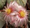 Astrophytum pink fl - Кактусы и суккуленты из Харькова от Оли и Сергея Мирошниченко