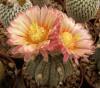 Astrophytum pink fl - Кактусы и суккуленты из Харькова от Оли и Сергея Мирошниченко