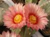 Astrophytum pink fl - Кактусы и суккуленты из Харькова от Оли и Сергея Мирошниченко