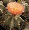 Astrophytum pink fl - Кактусы и суккуленты из Харькова от Оли и Сергея Мирошниченко