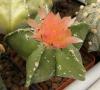 Astrophytum pink fl - Кактусы и суккуленты из Харькова от Оли и Сергея Мирошниченко