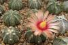 Astrophytum pink fl - Кактусы и суккуленты из Харькова от Оли и Сергея Мирошниченко