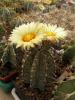 Astrophytum capricorne v. minor SB1171 - Кактусы и суккуленты из Харькова от Оли и Сергея Мирошниченко