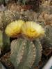 Astrophytum - Кактусы и суккуленты из Харькова от Оли и Сергея Мирошниченко