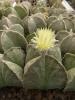 Astrophytum myriostigma v quadricostatum - Кактусы и суккуленты из Харькова от Оли и Сергея Мирошниченко