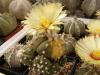 Astrophytum variegata - Кактусы и суккуленты из Харькова от Оли и Сергея Мирошниченко