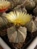 Astrophytum - Кактусы и суккуленты из Харькова от Оли и Сергея Мирошниченко