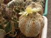 Astrophytum asterias ‘Superkabuto’ - Кактусы и суккуленты из Харькова от Оли и Сергея Мирошниченко