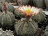 Astrophytum - Кактусы и суккуленты из Харькова от Оли и Сергея Мирошниченко