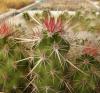 Echinocereus brandegeei - Кактусы и суккуленты из Харькова от Оли и Сергея Мирошниченко