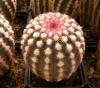 Echinocereus pectinatus - Кактусы и суккуленты из Харькова от Оли и Сергея Мирошниченко