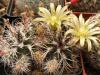 Echinocereus davisii - Кактусы и суккуленты из Харькова от Оли и Сергея Мирошниченко