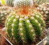 Notocactus muegelianus - Кактусы и суккуленты из Харькова от Оли и Сергея Мирошниченко