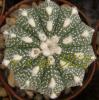 Astrophytum cultivar 'multicostatus' - Кактусы и суккуленты из Харькова от Оли и Сергея Мирошниченко