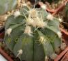 Astrophytum cultivar 'Fukuriyo' - Кактусы и суккуленты из Харькова от Оли и Сергея Мирошниченко