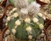 Astrophytum cultivar 'Ooibo' - Кактусы и суккуленты из Харькова от Оли и Сергея Мирошниченко