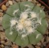 Astrophytum cultivar 'Ooibo' - Кактусы и суккуленты из Харькова от Оли и Сергея Мирошниченко