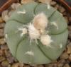 Astrophytum cultivar 'Ooibo' - Кактусы и суккуленты из Харькова от Оли и Сергея Мирошниченко