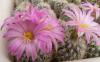 Gymnocactus beguinii v smithii - Кактусы и суккуленты из Харькова от Оли и Сергея Мирошниченко