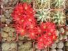 Rebutia densipectinata KK849 - Кактусы и суккуленты из Харькова от Оли и Сергея Мирошниченко