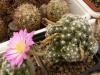 Mammillaria roczekii - Кактусы и суккуленты из Харькова от Оли и Сергея Мирошниченко