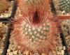 Mammillaria spinosissima 'SuperRed' - Кактусы и суккуленты из Харькова от Оли и Сергея Мирошниченко