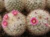 Mammillaria tayloriorum - Кактусы и суккуленты из Харькова от Оли и Сергея Мирошниченко