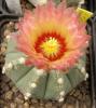 Astrophytum pink fl - Кактусы и суккуленты из Харькова от Оли и Сергея Мирошниченко