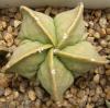 Astrophytum myriostigma f nudum 'Fukuriyo' - Кактусы и суккуленты из Харькова от Оли и Сергея Мирошниченко