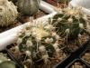 Astrophytum cultivar - Кактусы и суккуленты из Харькова от Оли и Сергея Мирошниченко