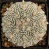 Astrophytum cultivar - Кактусы и суккуленты из Харькова от Оли и Сергея Мирошниченко