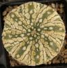 Astrophytum asterias cultivar 'Superkabuto' - Кактусы и суккуленты из Харькова от Оли и Сергея Мирошниченко