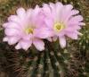 Acanthocalycium violaceum - Кактусы и суккуленты из Харькова от Оли и Сергея Мирошниченко