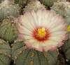 Astrophytum pink - Кактусы и суккуленты из Харькова от Оли и Сергея Мирошниченко