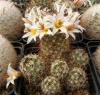 Mammillaria louisae - Кактусы и суккуленты из Харькова от Оли и Сергея Мирошниченко