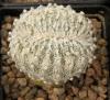 Astrophytum f cristata - Кактусы и суккуленты из Харькова от Оли и Сергея Мирошниченко