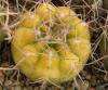 Gymnocalycium nidulans - Кактусы и суккуленты из Харькова от Оли и Сергея Мирошниченко